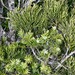 Halocarpus kirkii - Photo no hay derechos reservados, uploaded by Peter de Lange