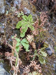 Adiantum aleuticum subpumilum