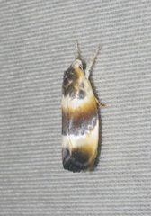 Piloprepes anassa