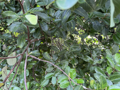 Ficus virens sublanceolata