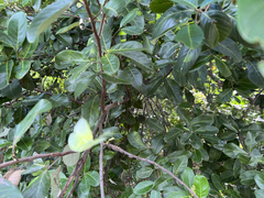 Ficus virens sublanceolata