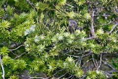 Halocarpus kirkii