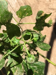 Solanum trilobatum