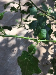 Solanum trilobatum
