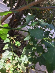 Solanum trilobatum