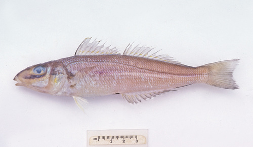 School whiting (Sillago robusta) — Sillaginidae — 2