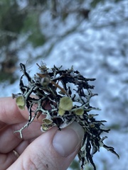 Hypogymnia duplicata