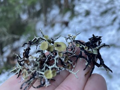 Hypogymnia duplicata