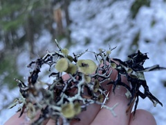 Hypogymnia duplicata