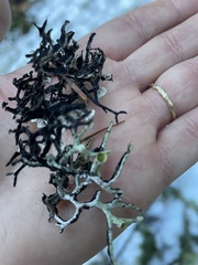 Hypogymnia duplicata