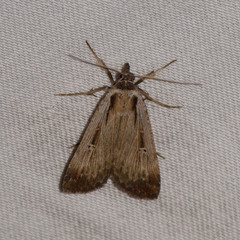 Tathorhynchus exsiccata