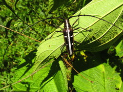 Taeniotes iridescens