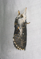 Porela vetusta