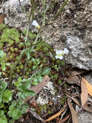 Cardamine lilacina
