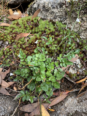 Cardamine lilacina