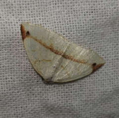 Microxydia orsitaria