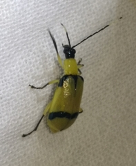 Diabrotica arcuata