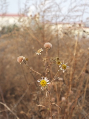 Aster hispidus