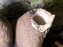 Choraginae