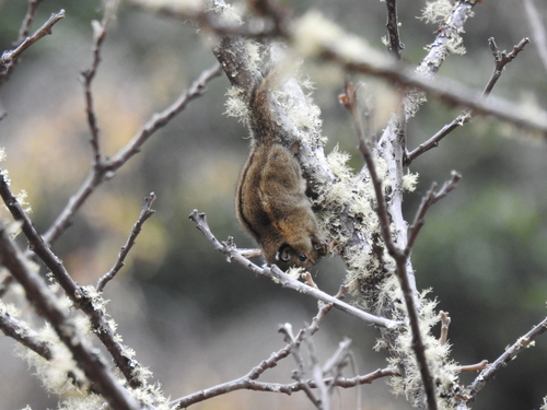 Himalayan Striped Squirrel
