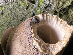 Choraginae
