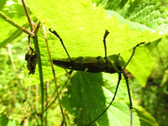 Taeniotes iridescens