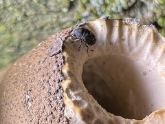 Choraginae