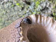 Choraginae