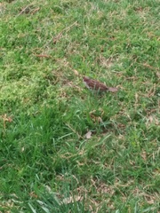 Passer domesticus