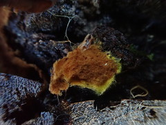 Pseudotomentella tristis