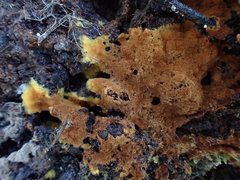 Pseudotomentella tristis