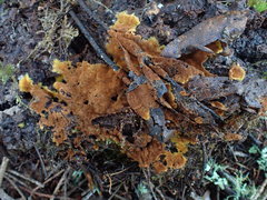 Pseudotomentella tristis