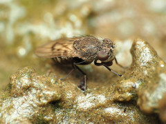 Paralimna punctipennis