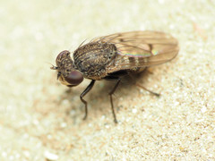 Paralimna punctipennis