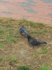 Columba livia