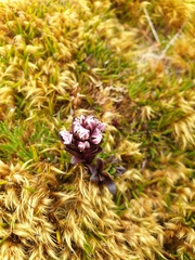 Gentianella antarctica