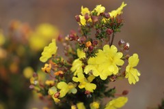 Hibbertia gracilipes