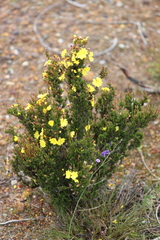 Hibbertia gracilipes