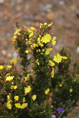Hibbertia gracilipes