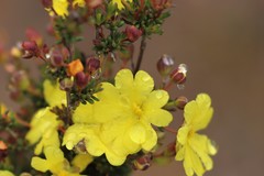 Hibbertia gracilipes