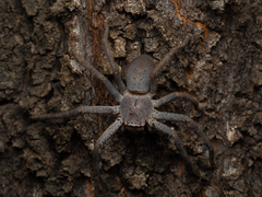 Isopedella saundersi