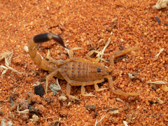 Isometroides angusticaudus