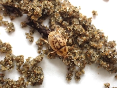 Chaerodes trachyscelides