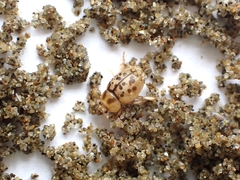 Chaerodes trachyscelides