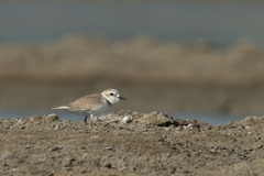 Charadrius dealbatus