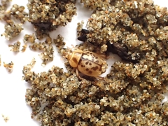 Chaerodes trachyscelides