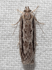 Eulechria xeropterella