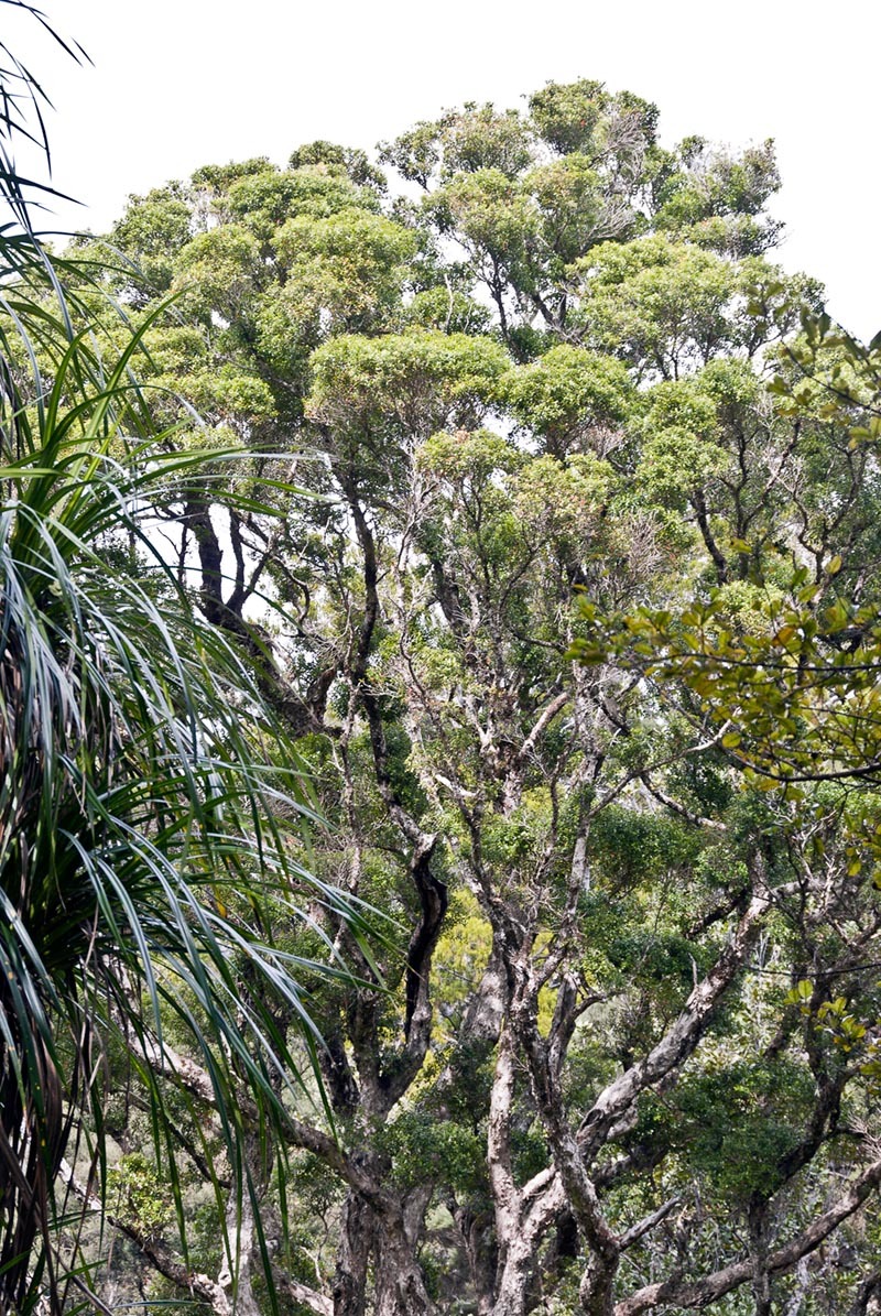 Bartlett's Rātā (Metrosideros bartlettii)