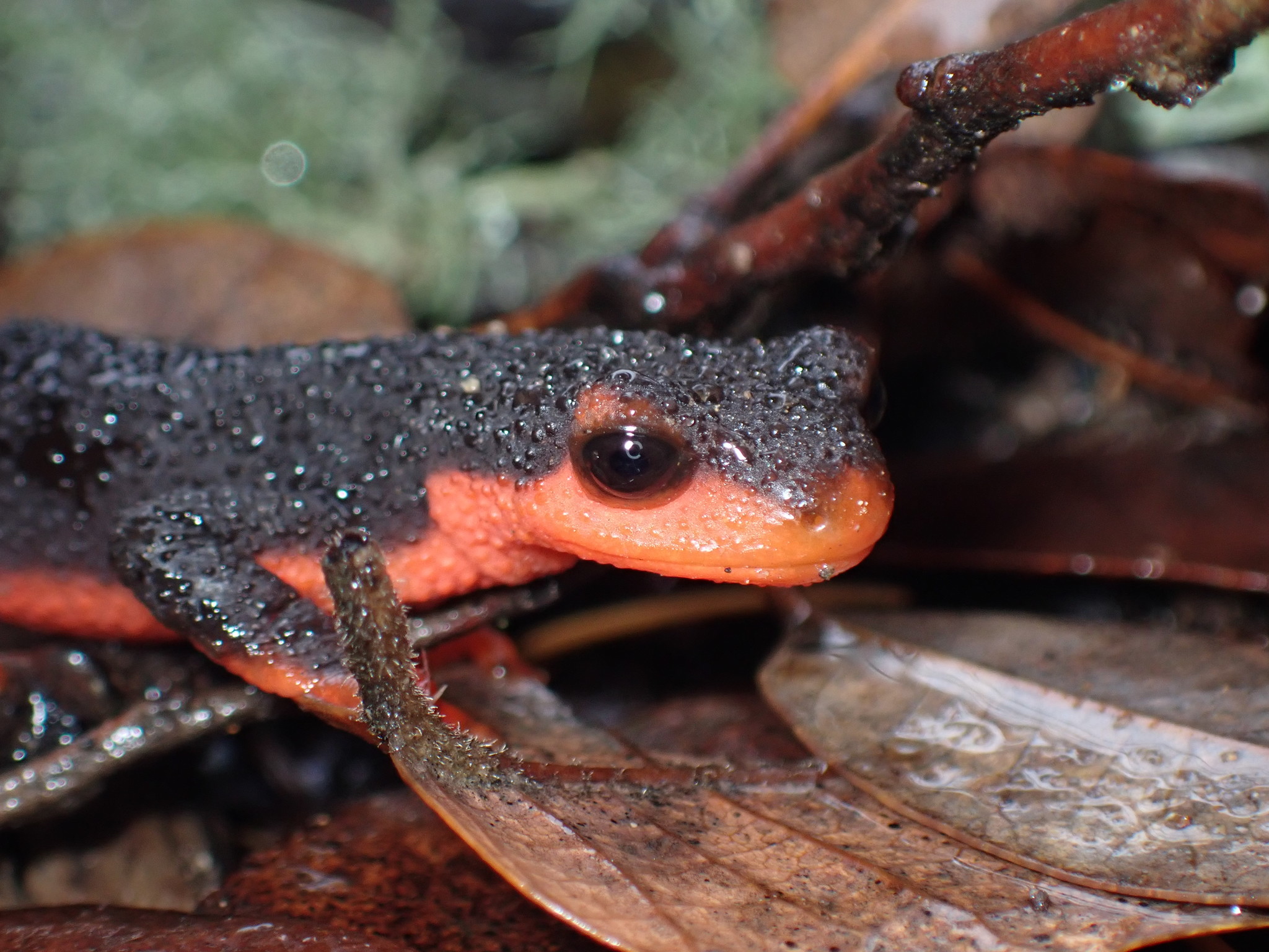 Red-bellied Newt (Taricha rivularis) · iNaturalist