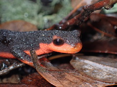 Red-Bellied Newt photo 2